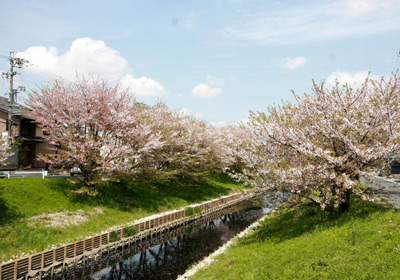 蒲ザクラ（蒲地区）